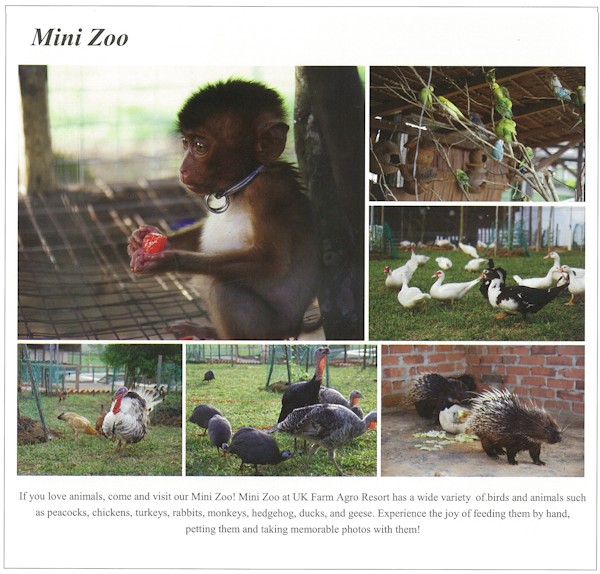 Mini Zoo